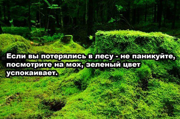 Если вы потерялись лесу не паникуйте посмотрите на мох зеленый цвет успокаивает