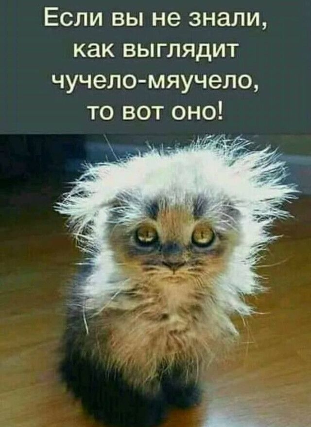 Если вы не знали как выглядит чучело мяучело то вот оно иу