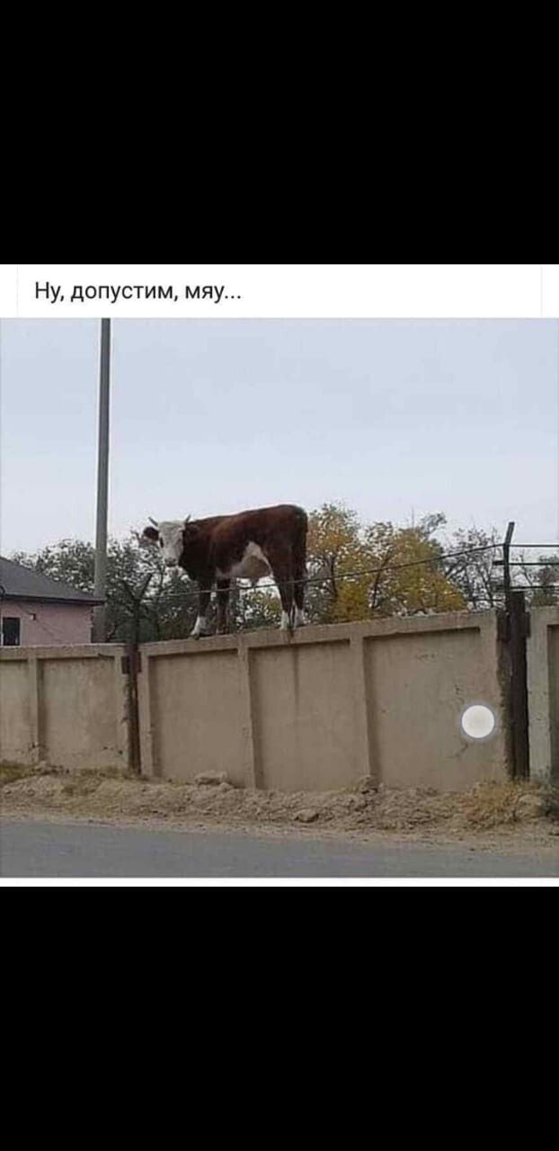 Ну допустим мяу