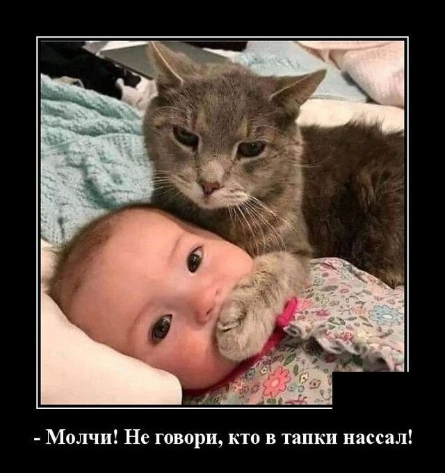 Молчи Не говори кто в тапки нассал