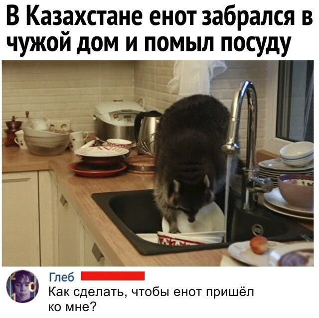 В Казахстане енот забрался в чужом дом и помыл посуду Глеб _ Как сделать чтобы енот пришёл ко мне