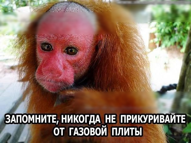 ЗАПОМНИТЕ НИКОГДА _НЕ ПРИКУРИВАЙТЕ ОТ ГАЗОВОИ ПЛИТЫ