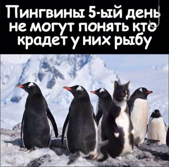 Пингвины 5 ый ден не могут понять кт крадет у них рыбу
