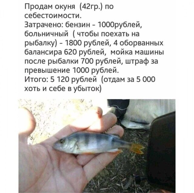 Продам окуня 42гр по себестоимости Затрачено бензин 1000рублей больничный чтобы поехать на рыбалку 1800 рублей 4 оборванных балансира 620 рублей мойка машины пбсле рыбалки 700 рублей штраф за превышение 1000 рублей Итого 5 120 рублей отдам за 5 000 хоть и себе в убыток