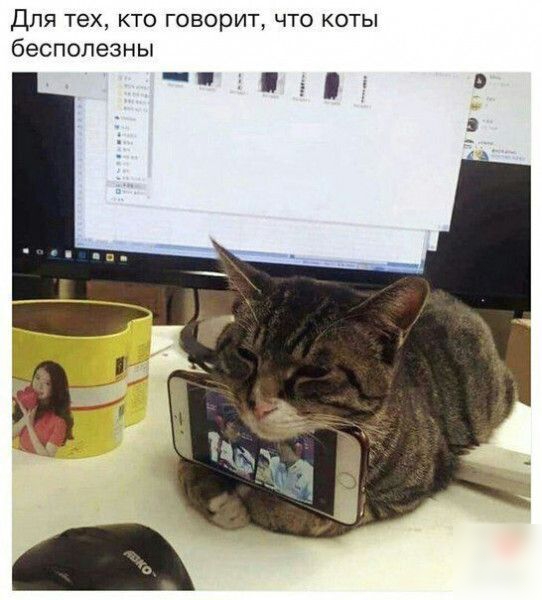ДЛЯ тех КТО ГОВОРИТ ЧТО КОТЫ бесполезны