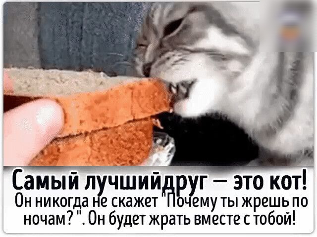 Самый пучшийёруг это кот Он никогда не скажет очему ты жрешь по ночам Он будет жрать вместе с тобой