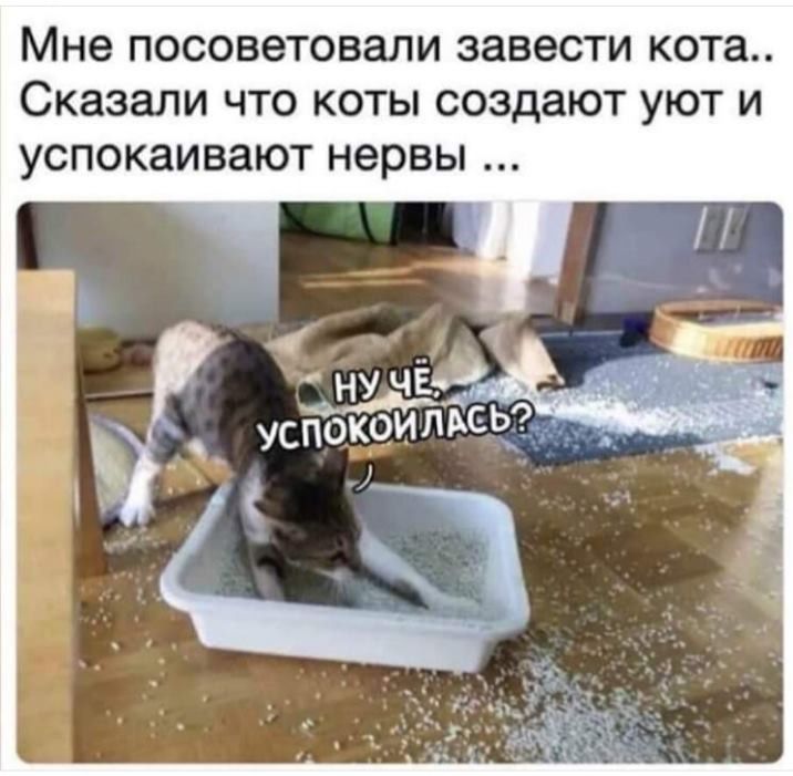 Мне ПОСОВЭТОВЗЛИ завести кота Сказали ЧТО КОТЫ создают УЮТ И успокаивают нервы