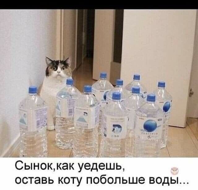 __ _ Сыноккак уедешь оставь КОТУ ПОбОЛЬШЭ ВОДЫ