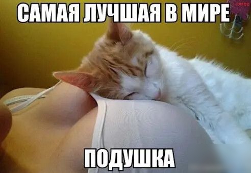 сдмпяпчн1іідп в миг цодчшнд