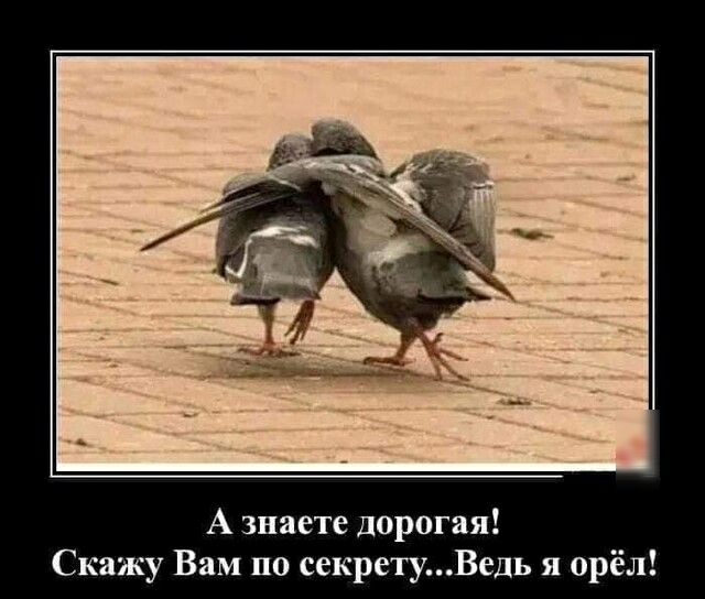 А знаете дорогая Скажу Вам по секретуВедь я орёл