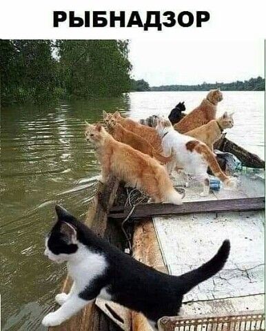 РЫБНАДЗОР