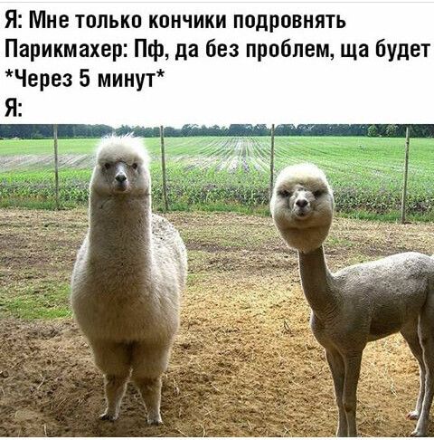 Я Мне только кончики подровнять Парикмахер Пф да без проблем ща будет Через 5 минут