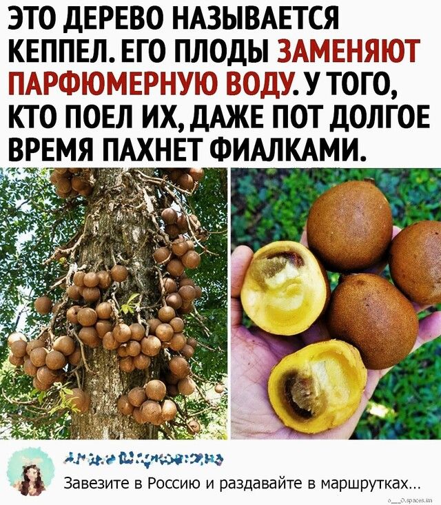ЭТО ДЕРЕВО НАЗЫВАЕТСЯ КЕППЕЛ ЕГО ПЛОДЫ ЗАМЕНЙЮТ ЙАЁЖЁЭЮ М ЕРНУЮ ВДУ У ТОГО КТО ПОЕЛ ИХ ДАЖЕ ПОТ ДОЛГОЕ ВРЕМЯ ПАХНЕТ ФИАЛКАМИ 414 эш Югтмтжю Завезите в Россию и раздавайте в маршрутках