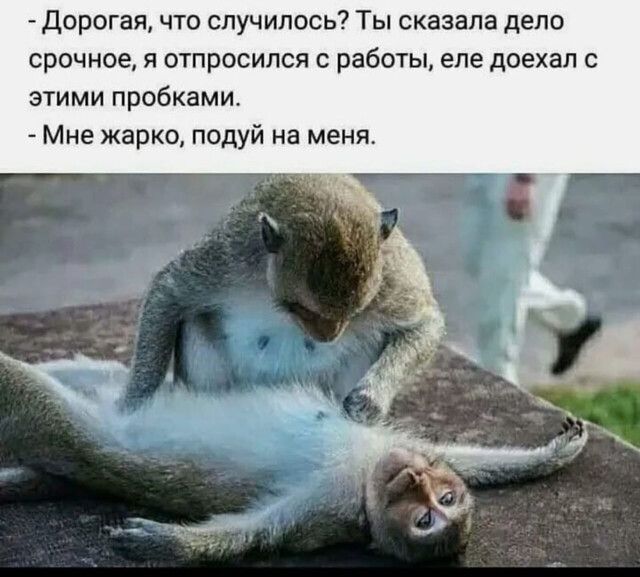 Дорогая что случилось Ты сказала дело срочное я отпросился с работы еле доехал с этими пробками Мне жарко подуй на меня