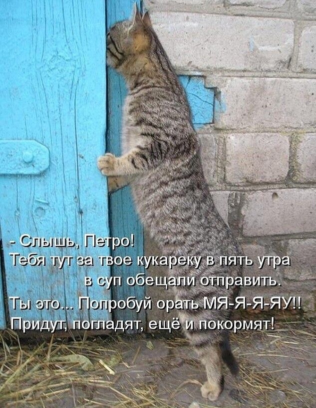 обуй оЬЁт М погпадяп ещёЁЙдЁ кормяі