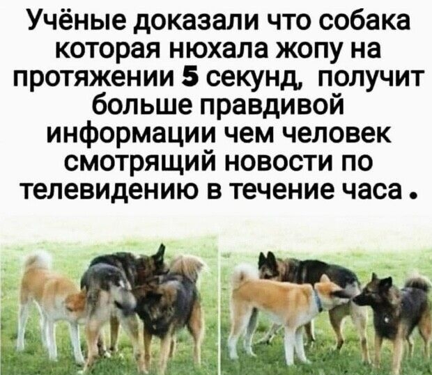 Учёные доказали что собака которая нюхала жопу на протяжении 5 секунд получит больше правдивой информации чем человек смотрящий новости по телевидению в течение часа