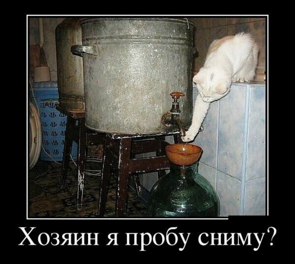 Хозяин я пробу сниму