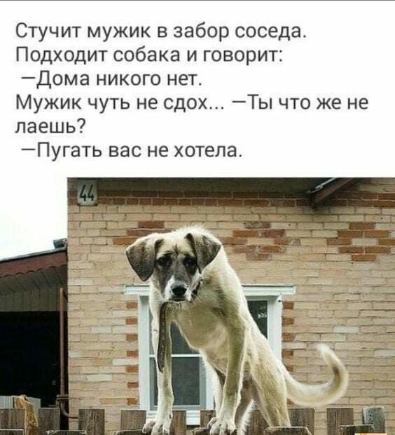 Стучит мужик в забор соседа Подходит собака и говорит Дома никого нет Мужик чуть не сдох Ты что же не паешь Пугать вас не хотела