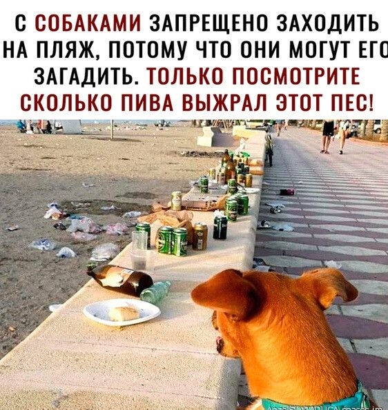 С СОБАКАМИ ЗАПРЕЩЕНО ЗАХОДИТЬ НА ПЛЯЖ ПОТОМУ ЧТО ОНИ МОГУТ ЕГО ЗАГАДИТЬ ТОЛЬКО ПОСМОТРИТЕ СКОЛЬКО ПИВА ВЫЖРАЛ ЭТОТ ПЕС