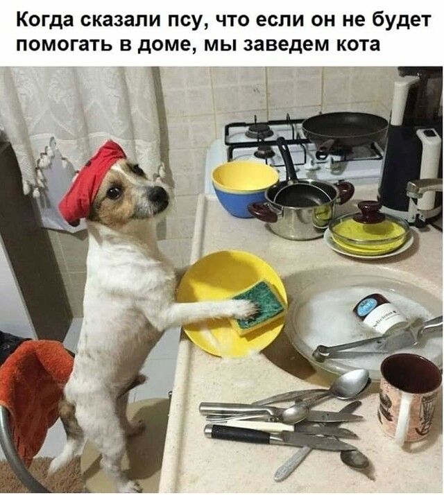 Когда сказали ПСУ ЧТО если ОН не бУДЕТ ПОМОГаТЬ В Доме МЫ заведем КОТЗ