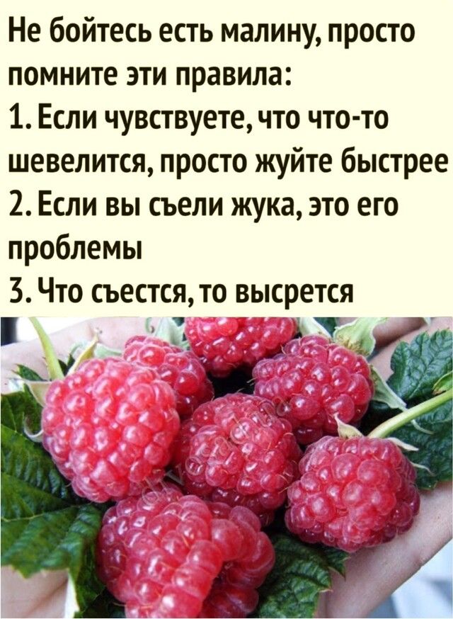 Не бойтесь есть малину просто помните эти правила 1 Если чувствуете что что то шевелится просто жуйте быстрее 2 Если вы съели жука это его проблемы 3 Что съестся то высрется 1 т
