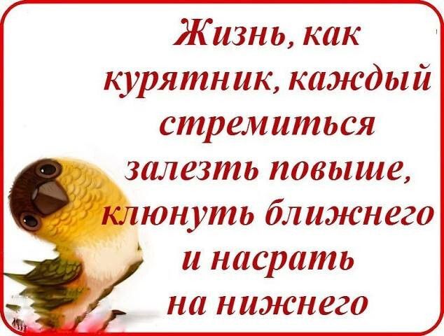 Жизнь как курятник каждый стремиться залезть повыше юнуть ближнего и насрать на нижнего