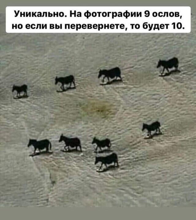 Уникально На фотографии 9 ослов но если вы перевернете то будет 10