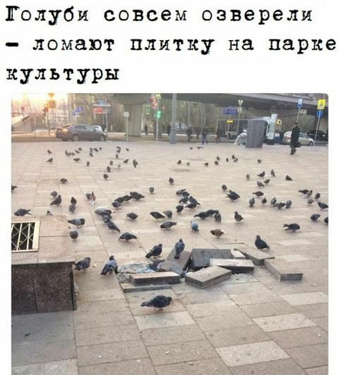 Голуби совсем озверели ломают плитку на парке культуры