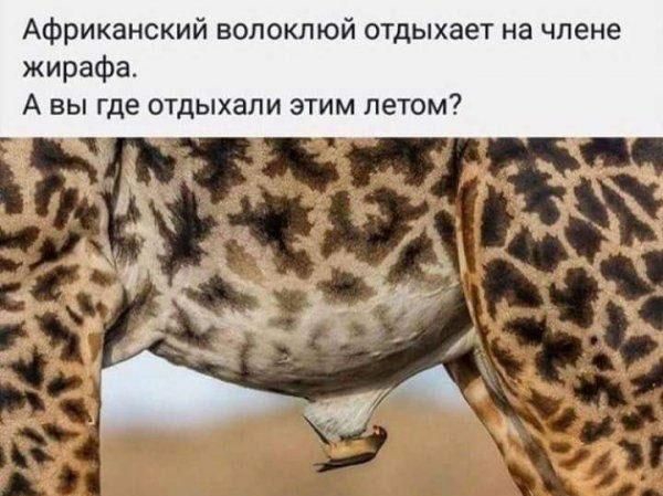 Африканский вопоклюй отдыхает на члене жирафа А вы где отдыхали этим летом