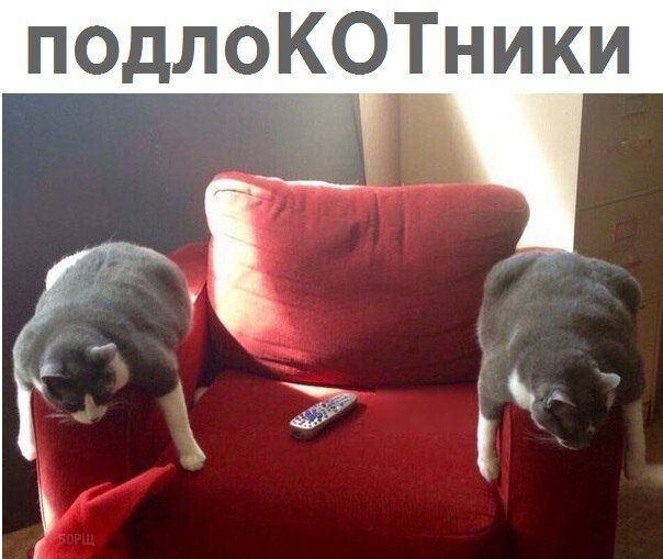 подлоКОТники