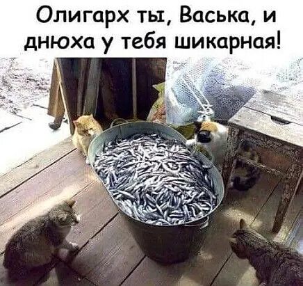 Олигарх ты Васька и днюха у тебя шикарная