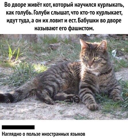 Во дворе живёт кот кторый научился курпыкать как голубь Голуби слышат что кто то курлыкает идут тудаа он их ловит и ест Бабушки во дворе иазываюг его Фашипом Наглядно о пользе ииопраииых языки