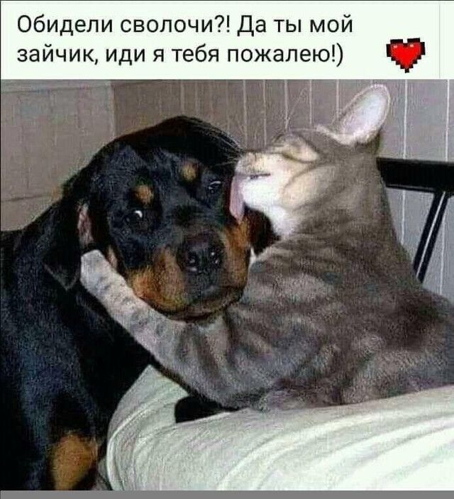 Обидели сволочи Да ты мой зайчик иди я тебя пожалею