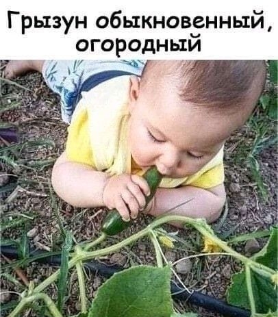Грызун обыкновенный огородный