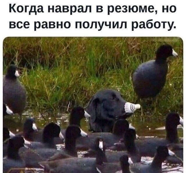 Когда наврал в резюме но все равно получил работу