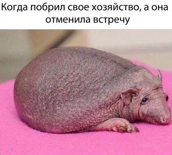 Когда побрил свое хозяйство а она отменила встречу