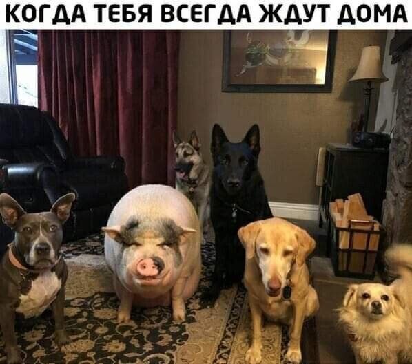 КОГДА ТЕБЯ ВСЕГДА ЖДУТ АОМА
