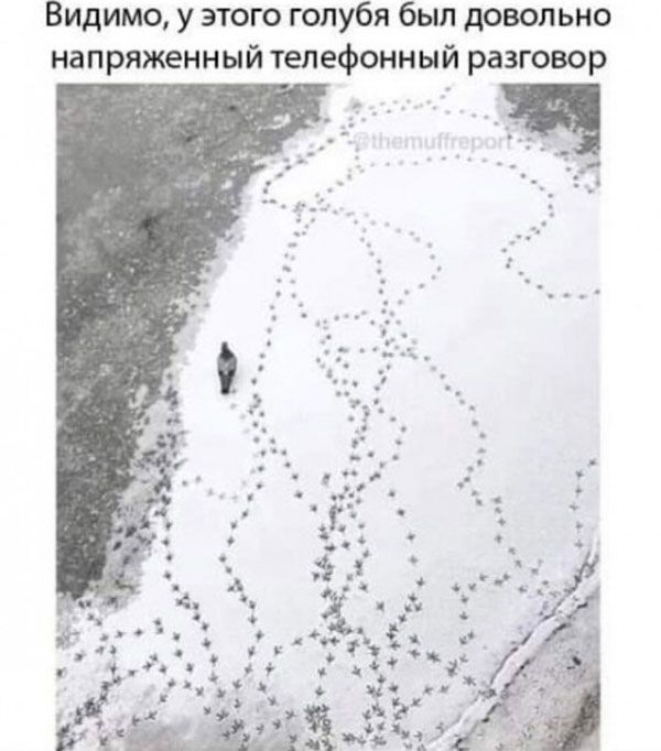 у этого голубя был довольно Видимо напряженный телефонный разговор