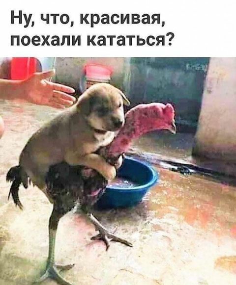 Ну что красивая поехали кататься