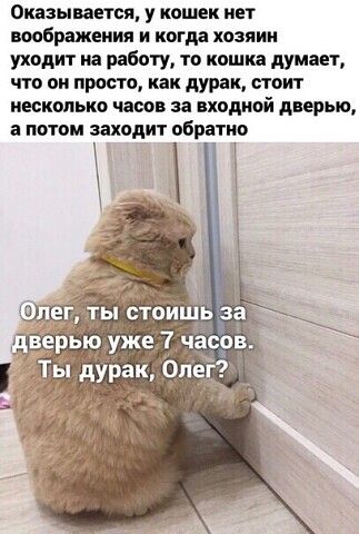 Оказывается у кошек нет воображения и когда хозяин уходит на работу то кошка думает что он просто как дурак стоит несколько часов за входной дичью а потом заходит обратно