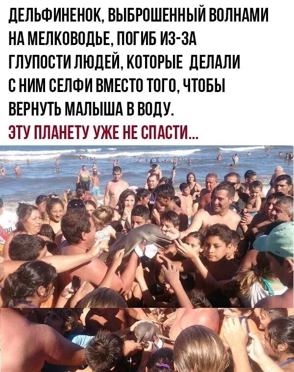 дЕЛЬФИНЕНОК ВЫБРОШЕННЫЙ ВОЛНАМИ НА МЕЛКОВОДЬЕ ПОГИБ ИЗ ЗА ГЛУПОСТИ ЛЮДЕЙ КОТОРЫЕ дЕЛАЛИ О НИМ ОЕЛФИ ВМЕОТО ТОГО ЧТОБЫ ВЕРНУТЬ МАЛЫША В ВОДУ ЭТУ ПЛАНЕТУ УЖЕ НЕ ОПАОТИ