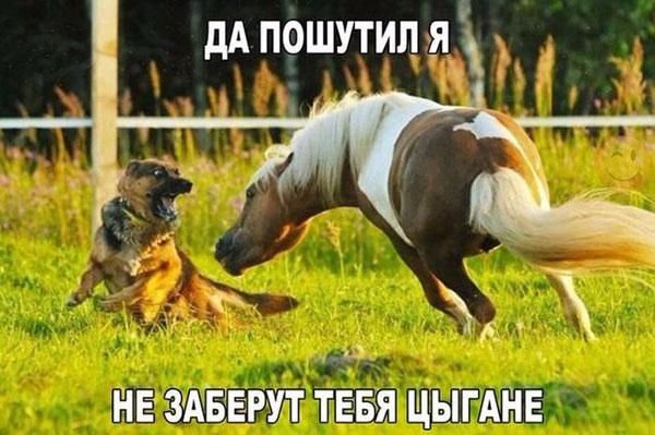 дАПОШУТИЛ я_ МЧ д НЕ ЗДЁЁЕРУТ ТЕБЯ ЩЫТАНЕ