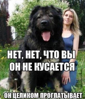 ИП НЕТ что вы А он нтшюптт Ёп _ц ПИЦШИШЩ ПРПШЦЫВАП