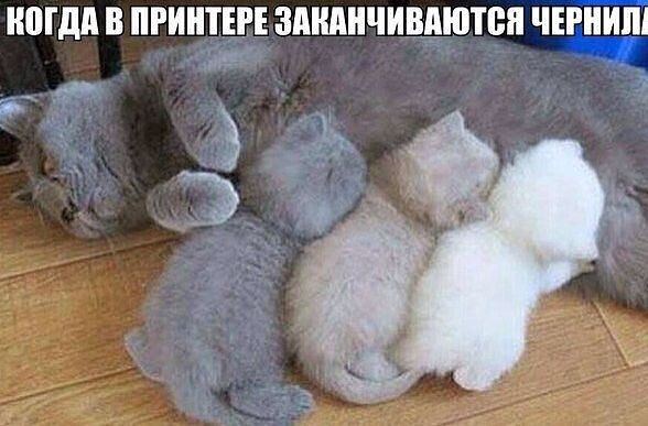 МДП В ПРИМЕРЕ ЗПНАНЧИВЛЮТВП ЧЕРНИШ