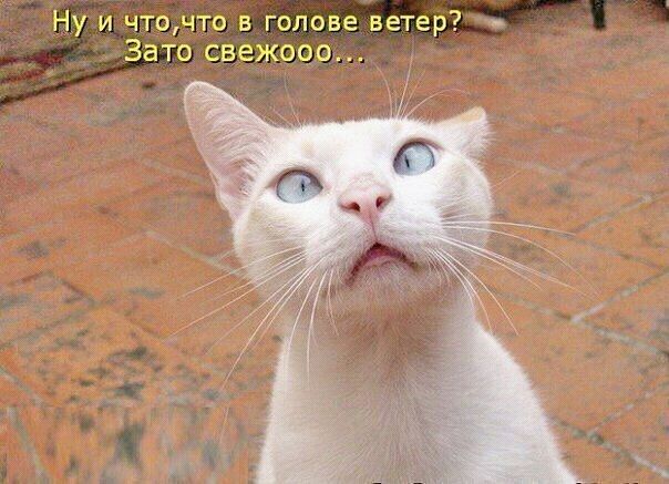 Ну и чточто в голове ветер Зато свежооо