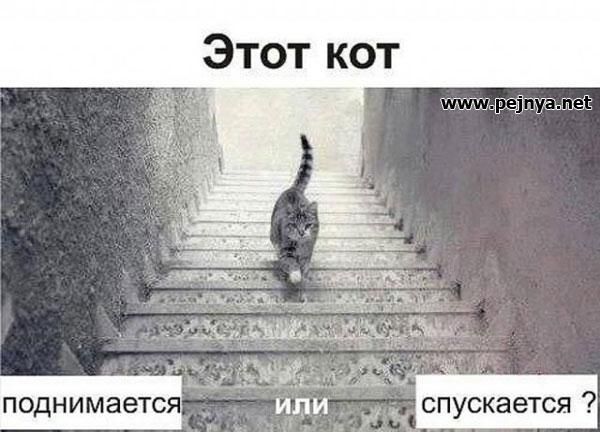 Этот кот днимается _