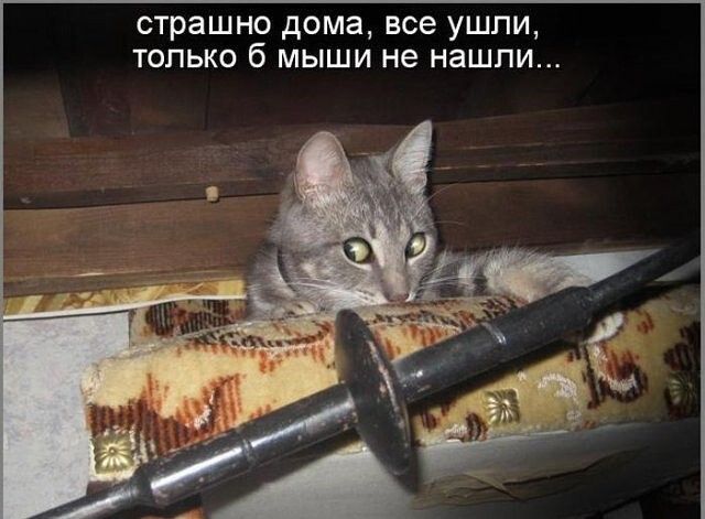 страшно дома все ушпи только 6 мыши не нашли