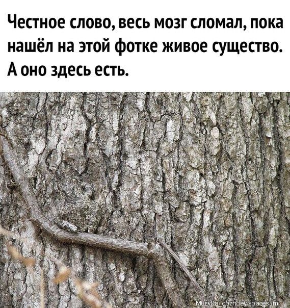 Честное слово весь мозг сломал пока нашёл на этой фотке живое существо А оно здесь есть