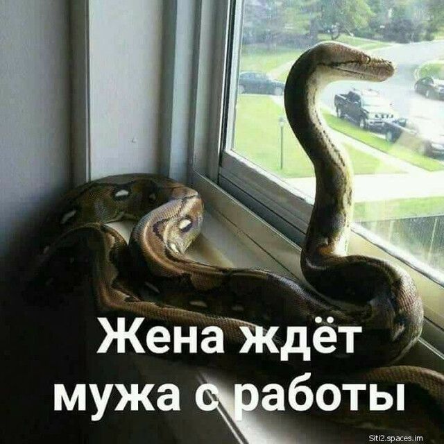 ЖенаЖдёт 5 мужа боты
