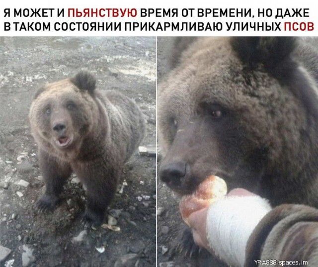 Я МОЖЕТ И ПЬЯНСТВУЮ ВРЕМЯ ОТ ВРЕМЕНИ НО ДАЖЕ ВТАКОМ СОСТОЯНИИ ПРИКАРМПИВАЮ УЛИЧНЫХ ПСОВ 5 355 _
